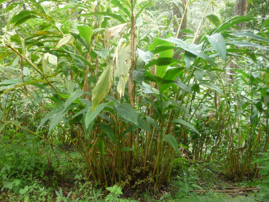 Tanaman Kapulaga | By Melanurya - Own work, Public Domain, https://commons.wikimedia.org/w/index.php?curid=12158809