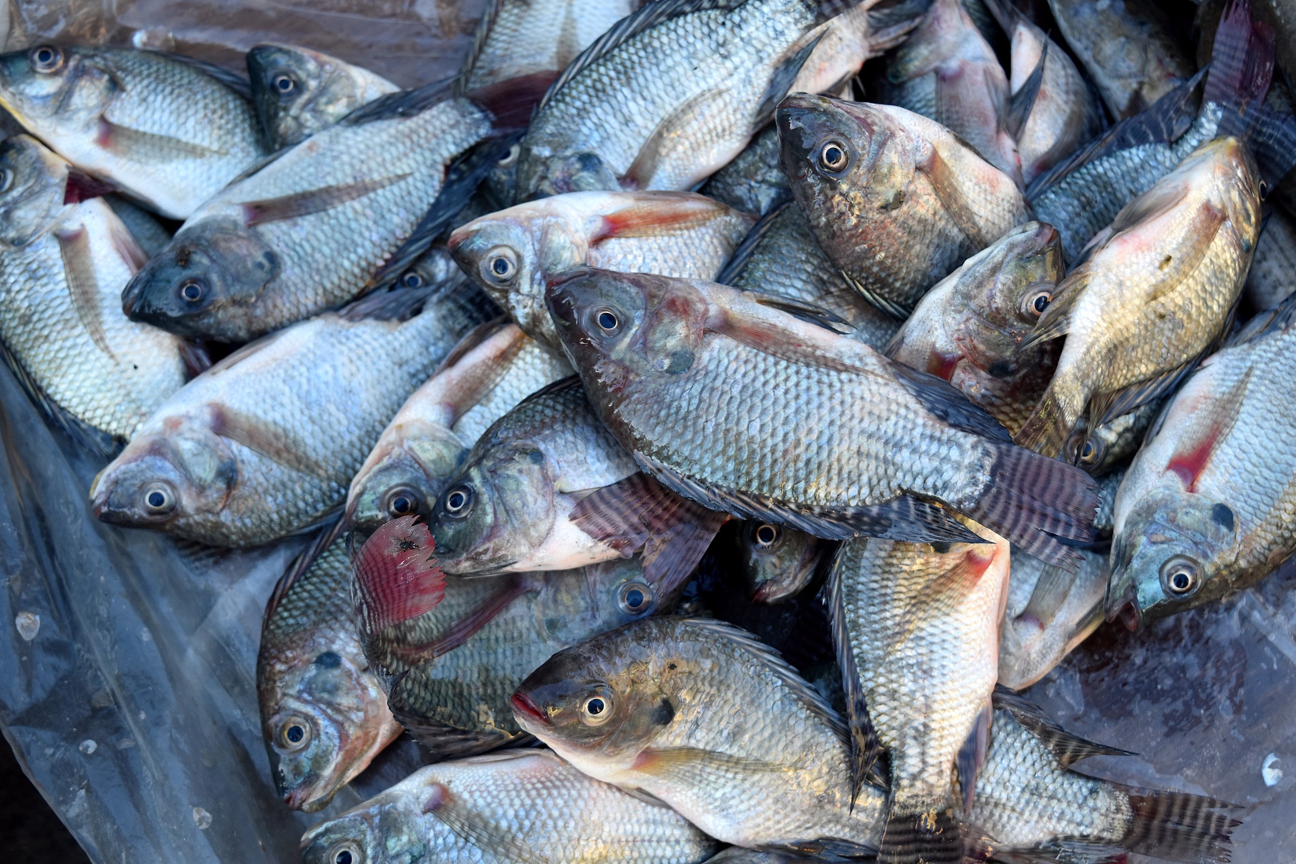 Ikan Nila