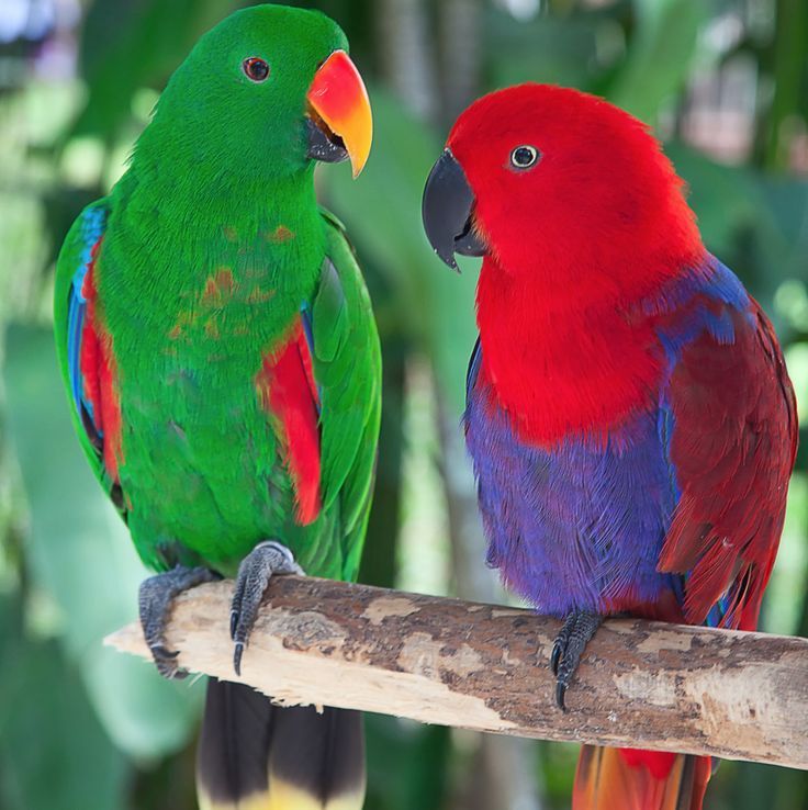 Fakta tentang Burung Beo | swisshippo/pinterest