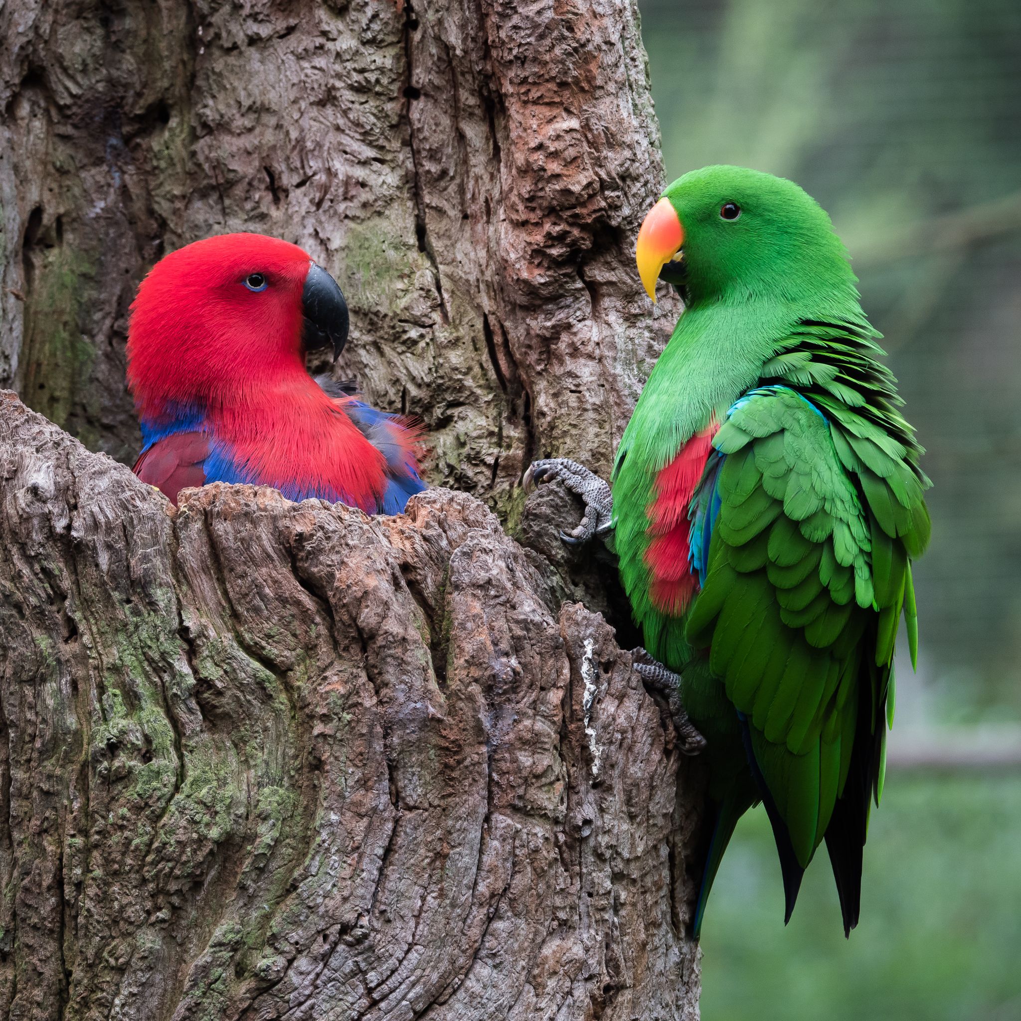 Keistimewaan Burung Beo | Fábrica Mohn S.A./pinterest