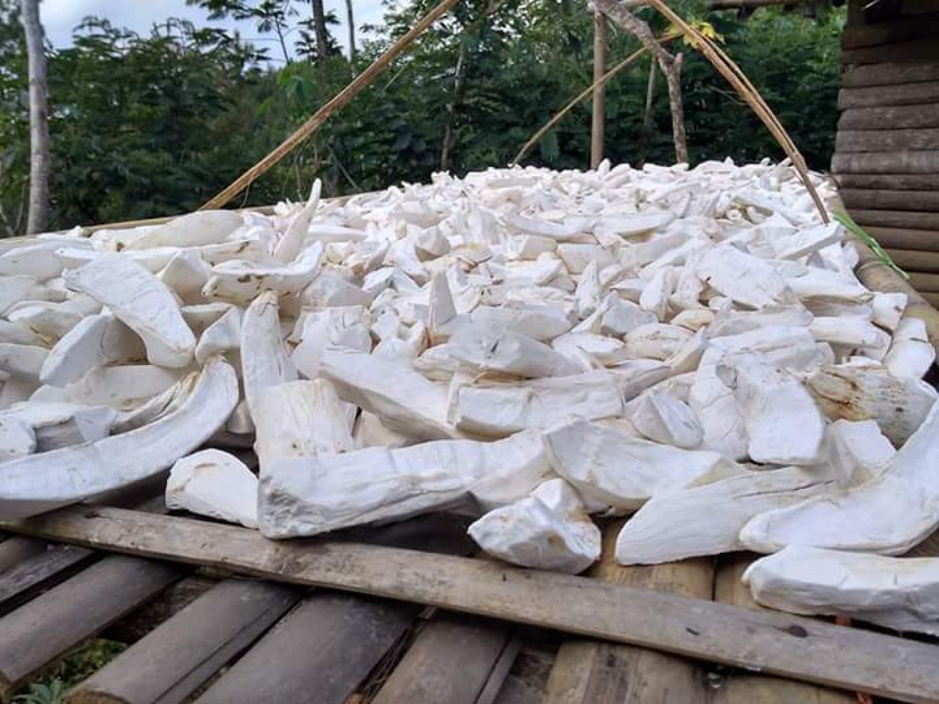 Gaplek, singkong yang dikeringkan © GNFI