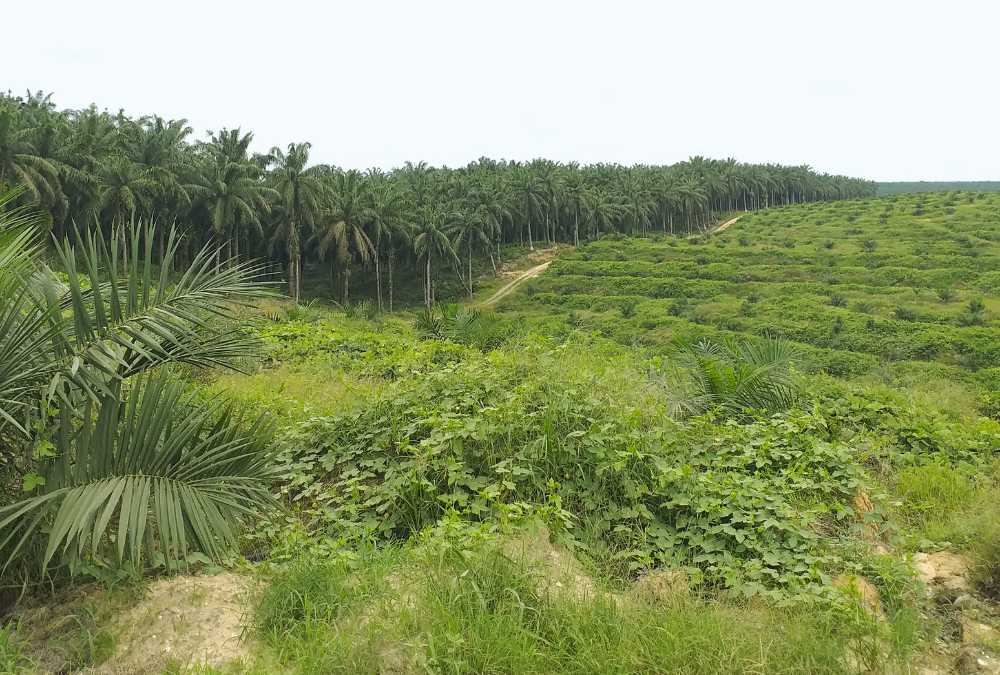 Alih fungsi lahan gambut di Pelalawan Riau