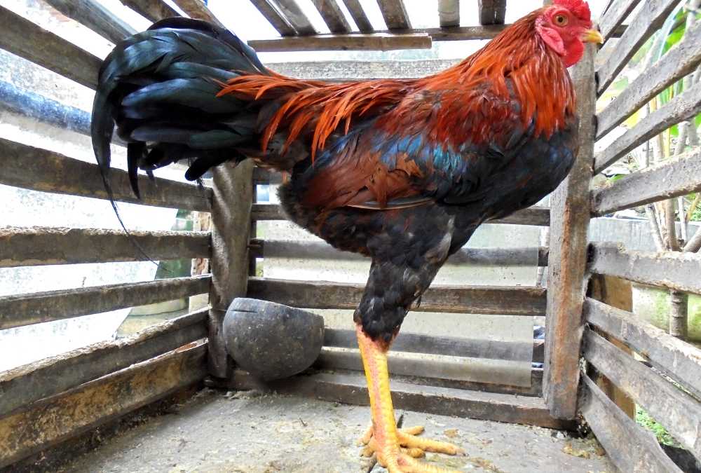 Ayam Bangkok Jantan yang Sehat: canva.com/MeiditaKS