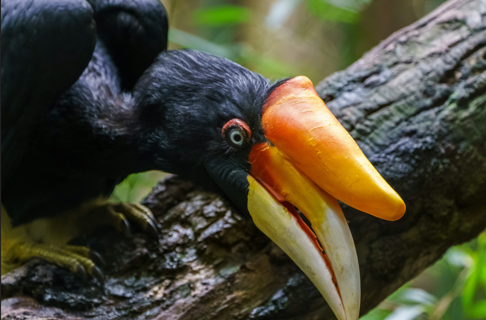 Rangkong cula (Buceros rhinoceros) @ shannon potter/unsplash