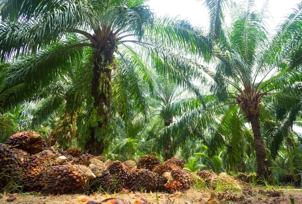 Ilustrasi Perkebunan Kelapa Sawit dan Tumpukan TBS: canva.com/MeiditaKS