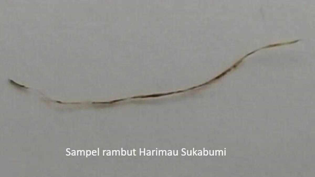 Rambut Harimau Jawa dari Sukabumi | Sukabumi update