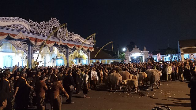 kegiatan kirab kerbau bule di Keraton Surakarta