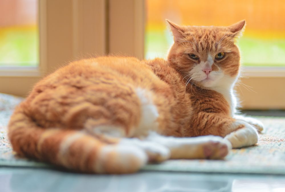 Masih Kucing Oren juga tapi sudah tercampur dengan warna bulu putih: canva.com/MeiditaKS