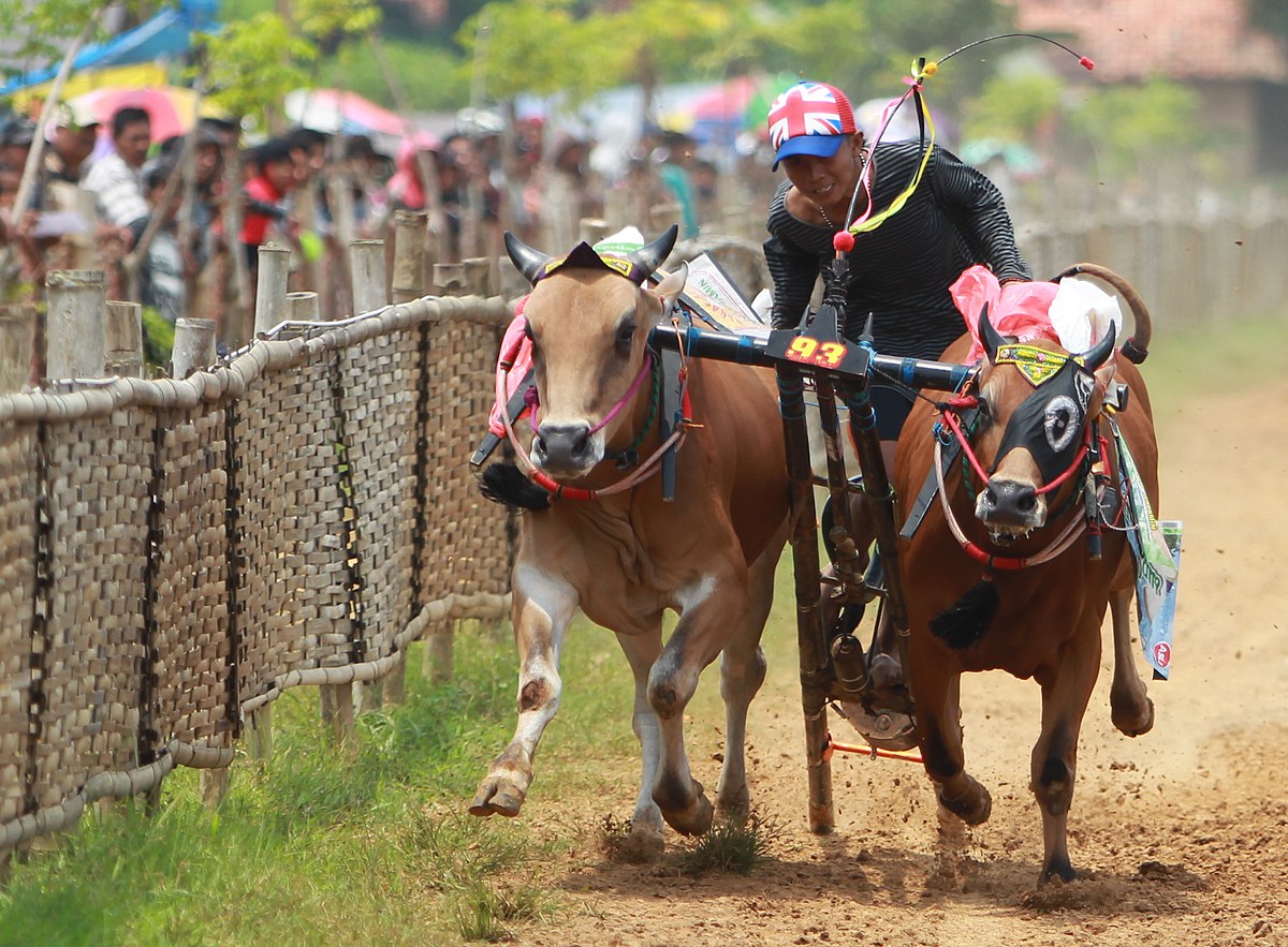 Karapan Sapi