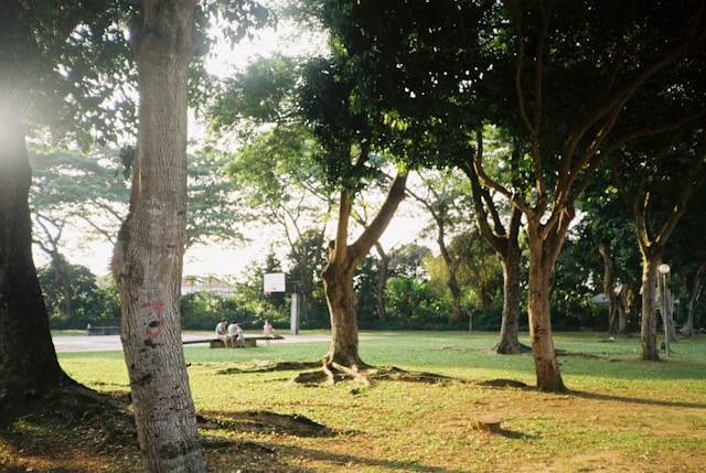 Ilustrasi taman. Dok. Unsplash/ LEONG YEE FOON