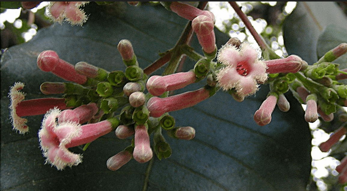 Pohon Kina sebagai Potensi Biotik