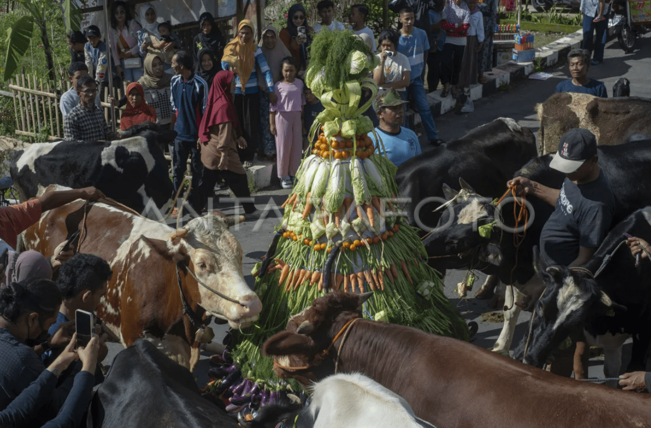 Lebaran Sapi di Boyolali © Antara