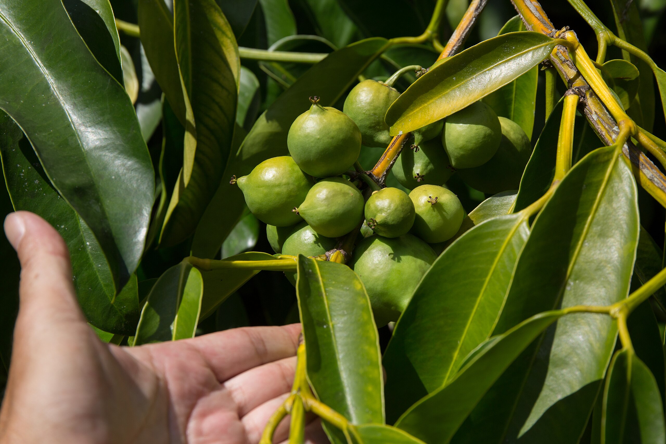 Garcinia Dulcis atau buah mundu yang masih muda
