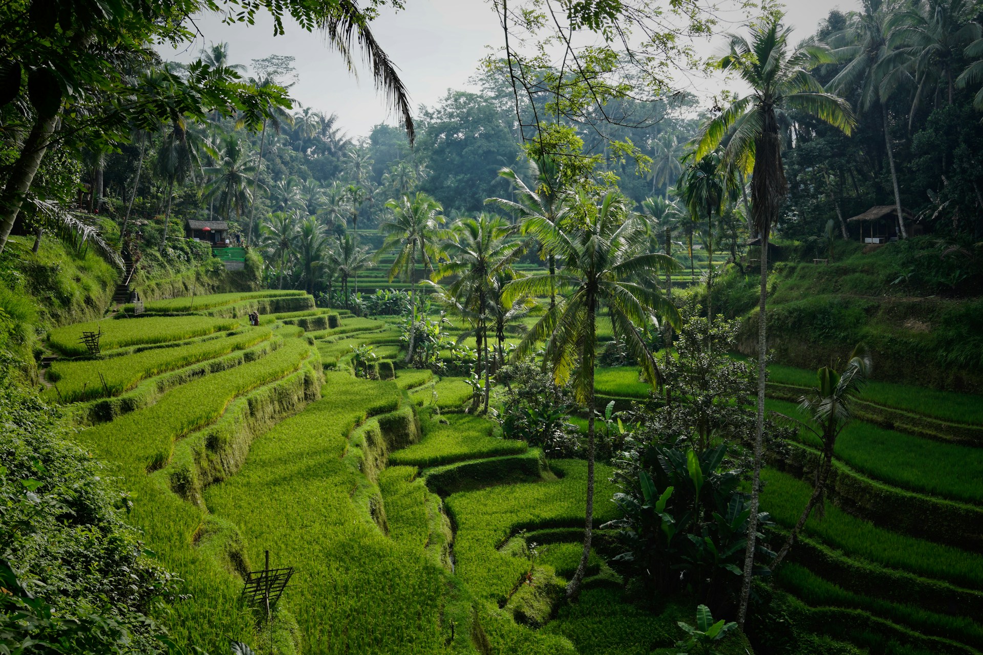 Terasering di Tegalang, Kabupaten Gianyar. Foto: Unsplash (Niklas Weiss).