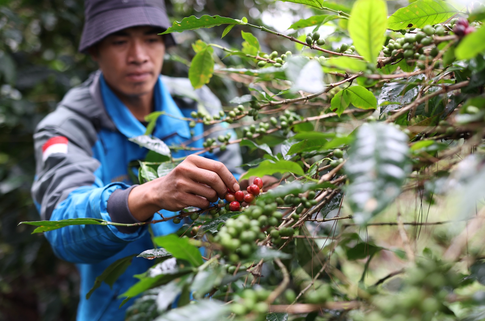 Petani/Walhi