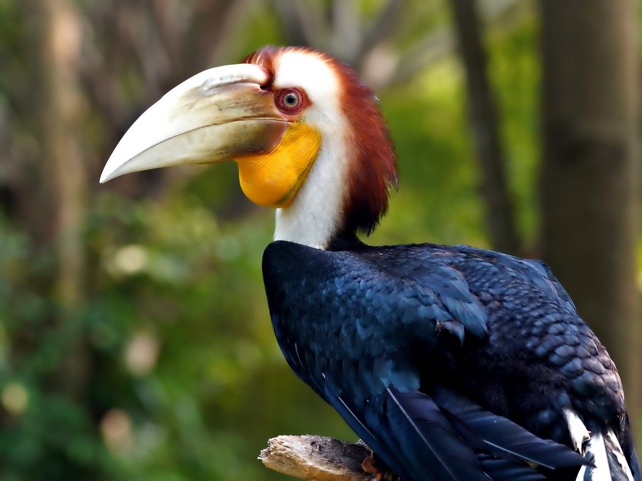 rangkong - hewan huruf r