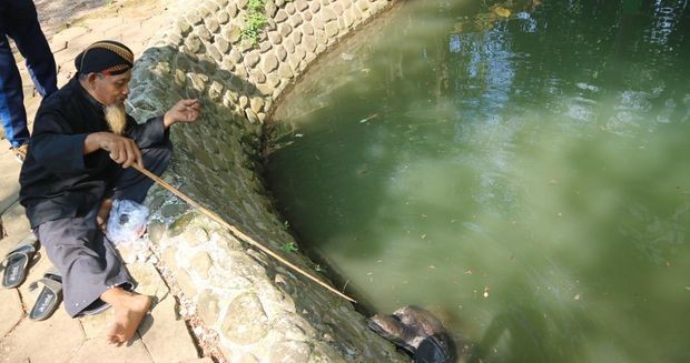 Bulus di Sendang Sani © Detikcom