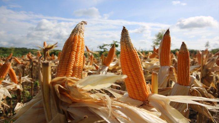 Jagung, salah satu pangan lokal