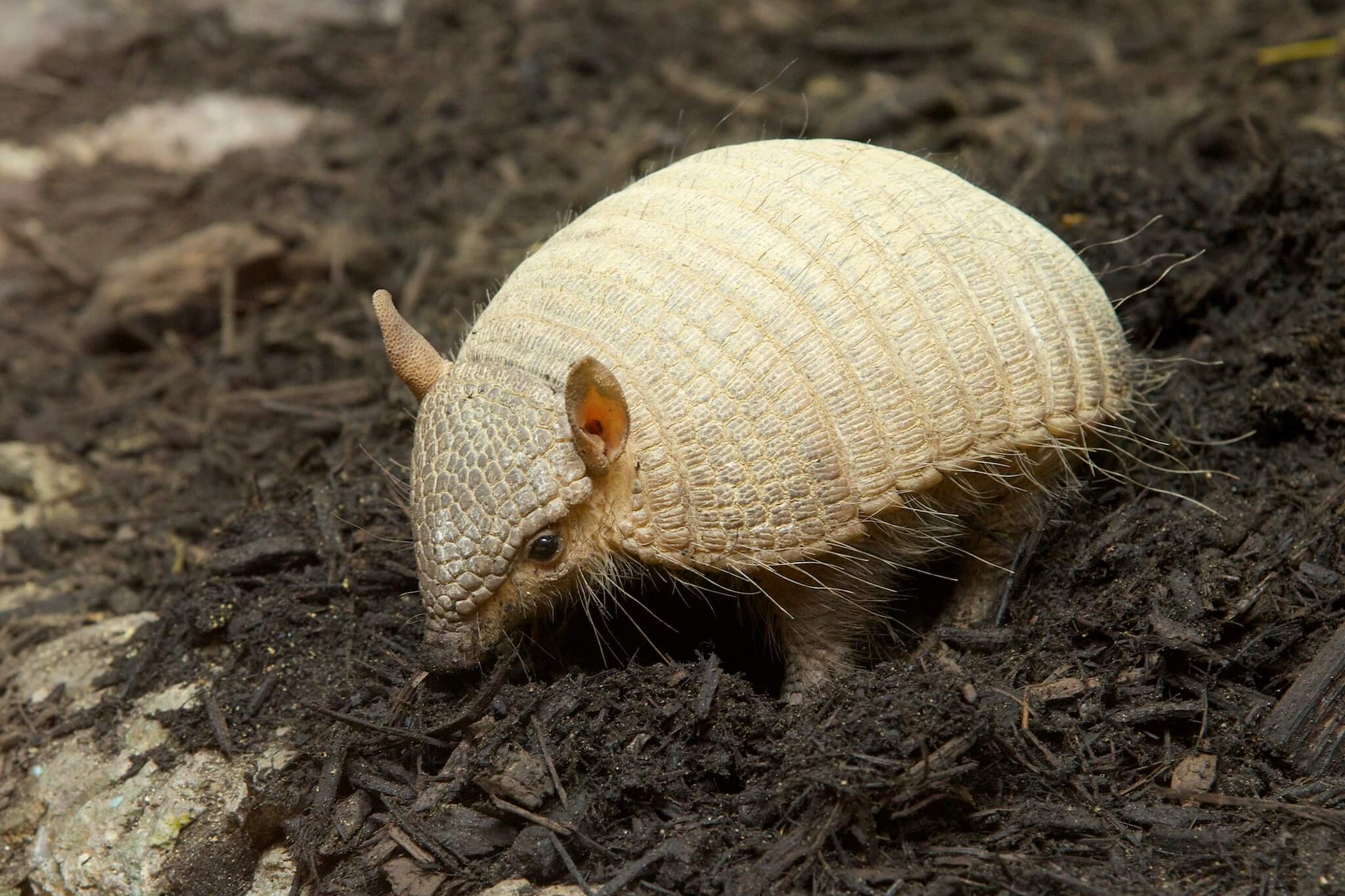hewan huruf a - armadillo
