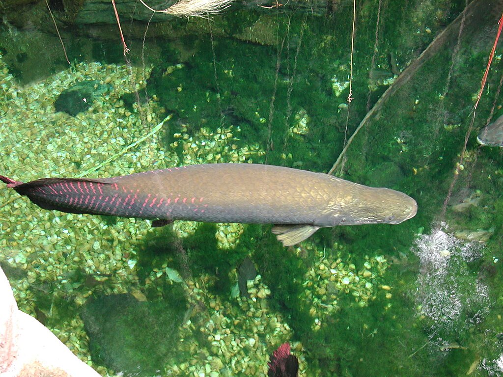 hewan huruf a - arapaima