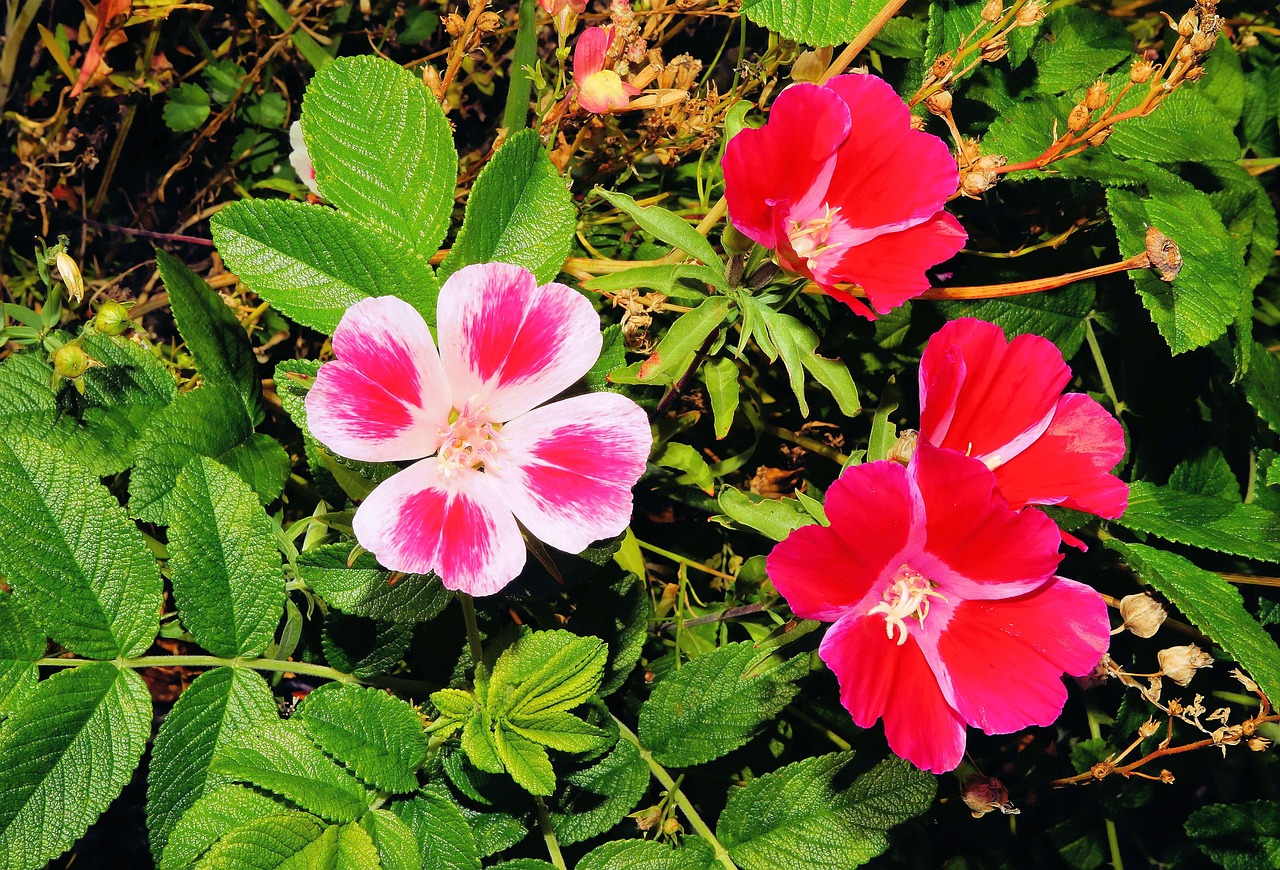 Mawar liar © pixabay