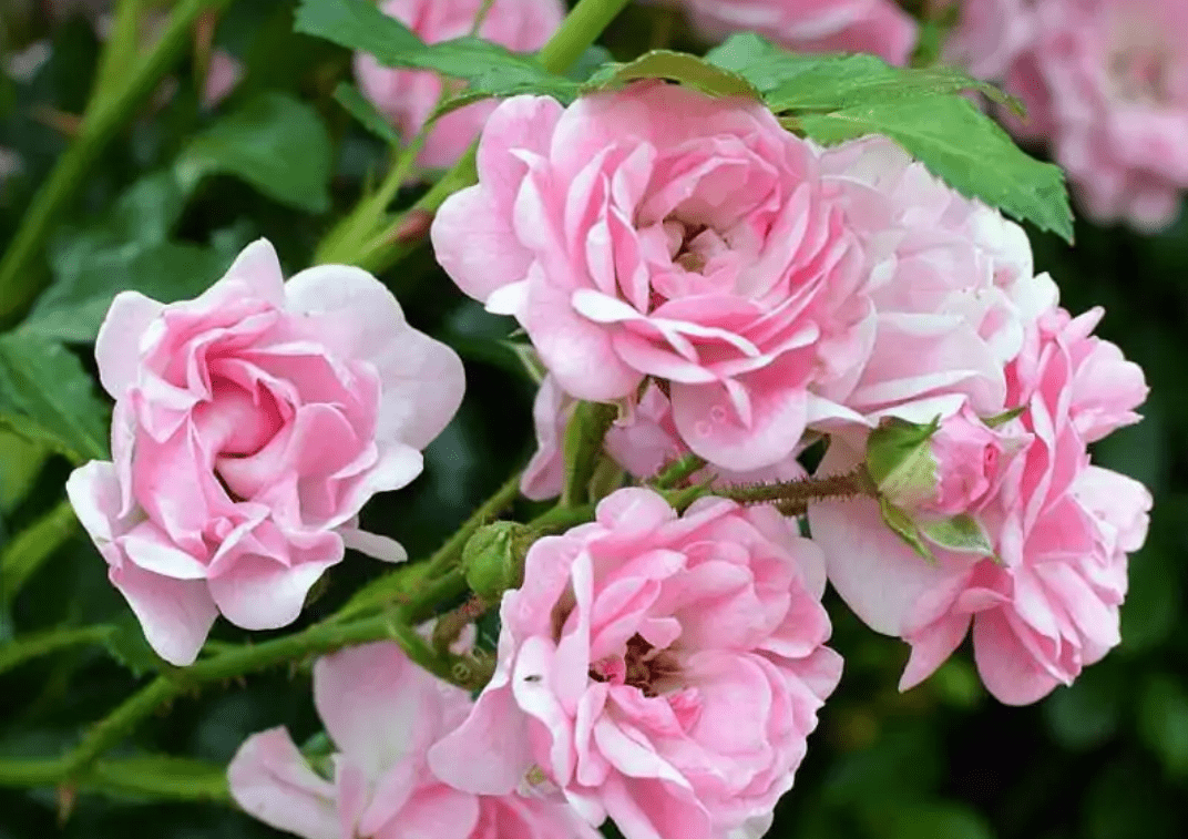 Mawar polyantha © senteursduquercy.com