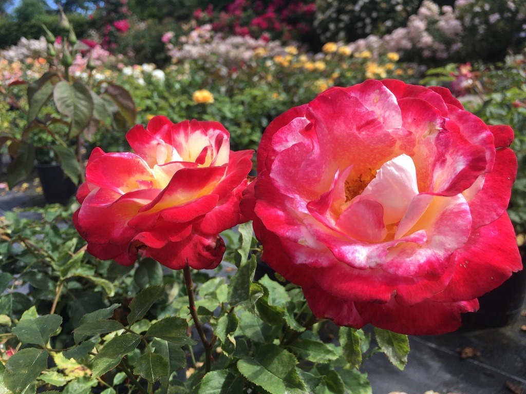 Double delight © lens-roses.com