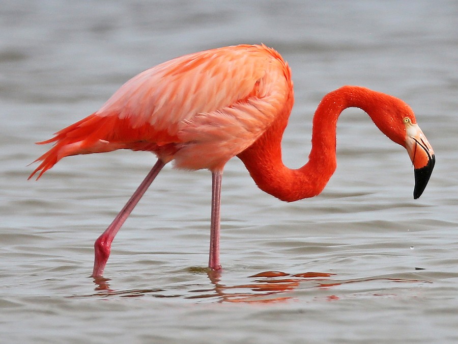 dok. eBird/Flamingo