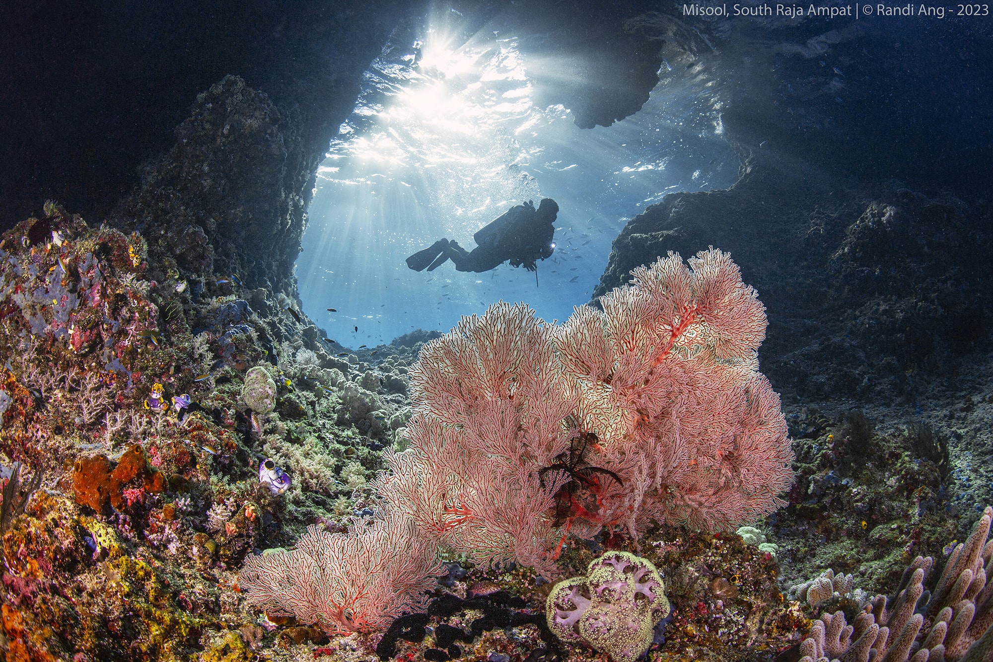 terumbu karang pulau misool raja ampat papua