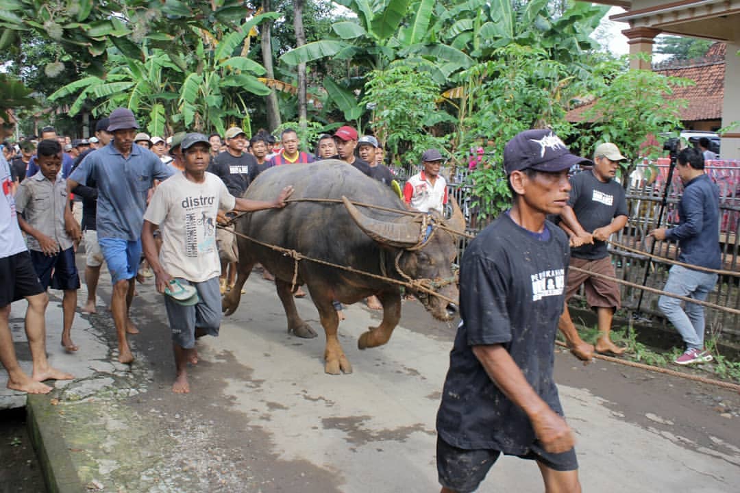 Proses mengarak kerbau prasah © dwiputr4/Instagram