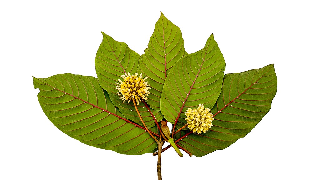 Daun Kratom | Thehealingeast, CC BY-SA 4.0 <https://creativecommons.org/licenses/by-sa/4.0 loading=