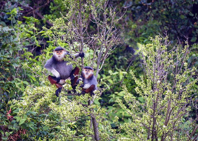 douc - gambar hewan huruf d - dok. Pixabay/nguyendinhson067