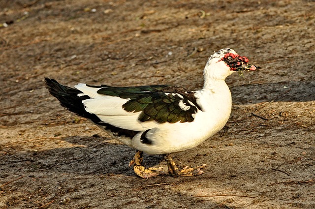 dok. Pixabay/Entog dok. Pixabay/Entog