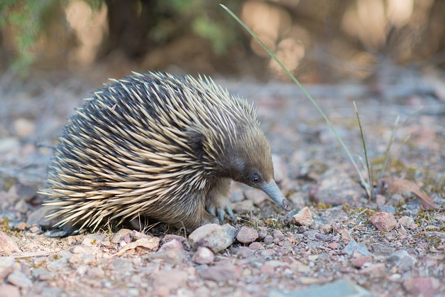 dok. Pixabay/Echidna dok. Pixabay/Echidna