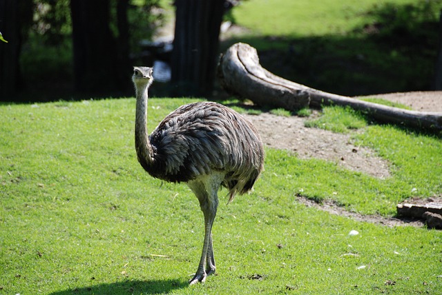 dok. Pixabay/Emu dok. Pixabay/Emu