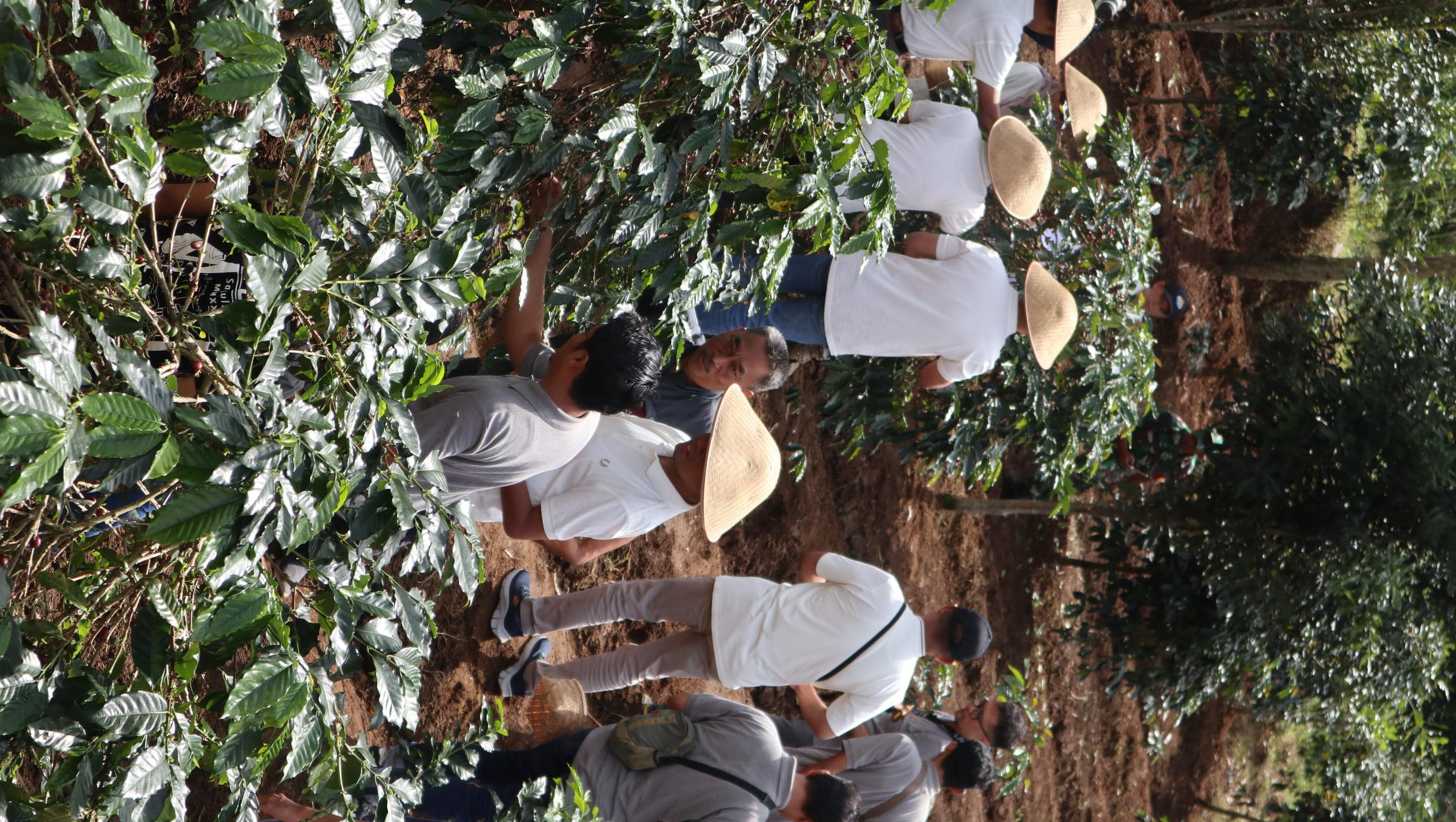Proses panen kopi oleh Dinas LHK dan masyarakat setempat