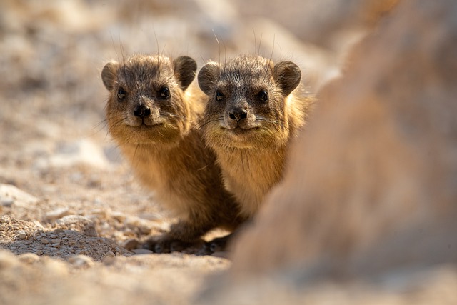 dok. Pixabay/MatiNeriya