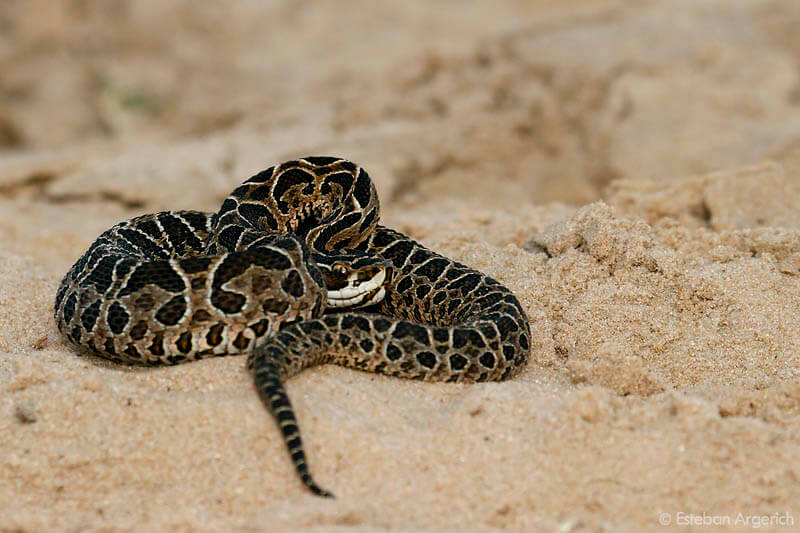 dok. Animapedia/Yarara