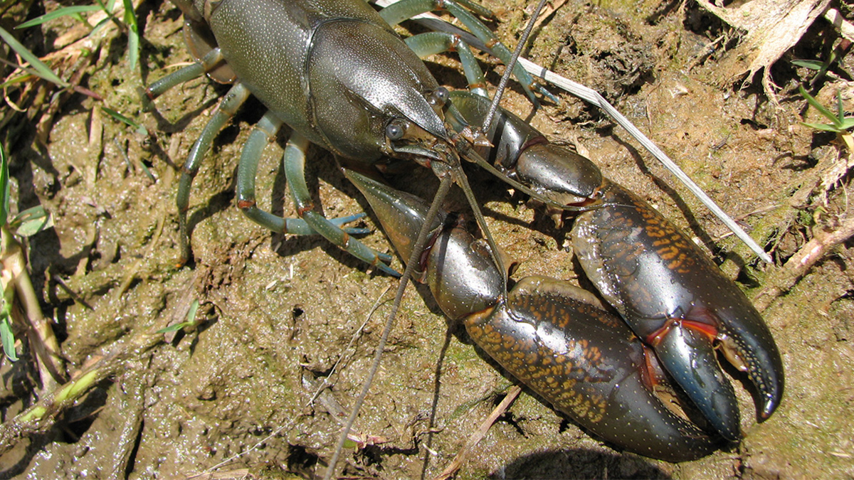dok. Healthy River/Yabby