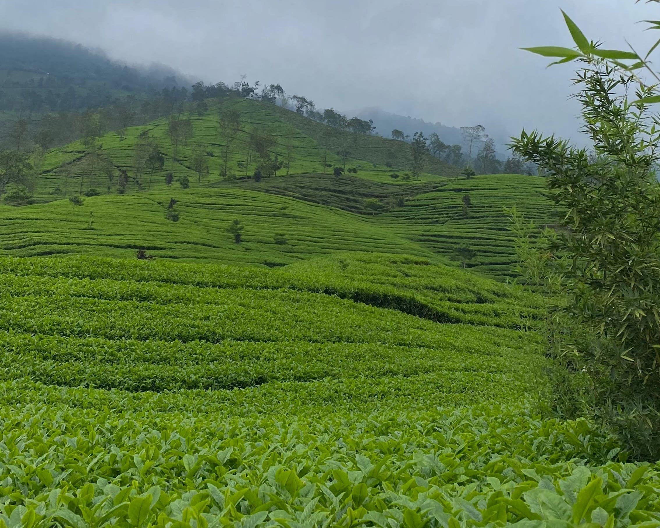 View Kebun Teh Tambi di sekitar Gunung Cilik / Courtesy : Tim Penulis
