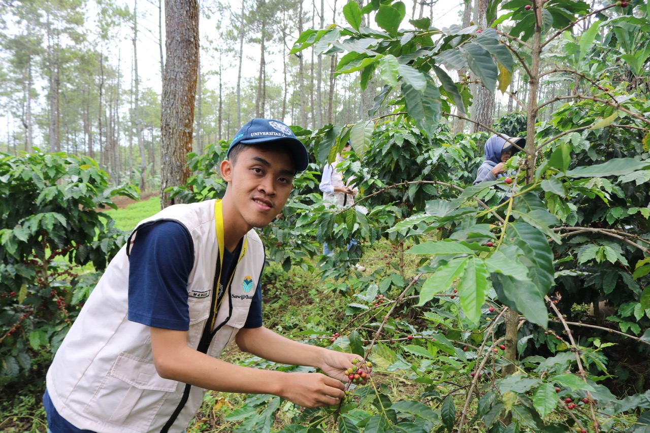 Mahasiswa KKN-PPM UGM Unit Sawiji Bumiaji memanen kopi di lereng Gunung Arjuna