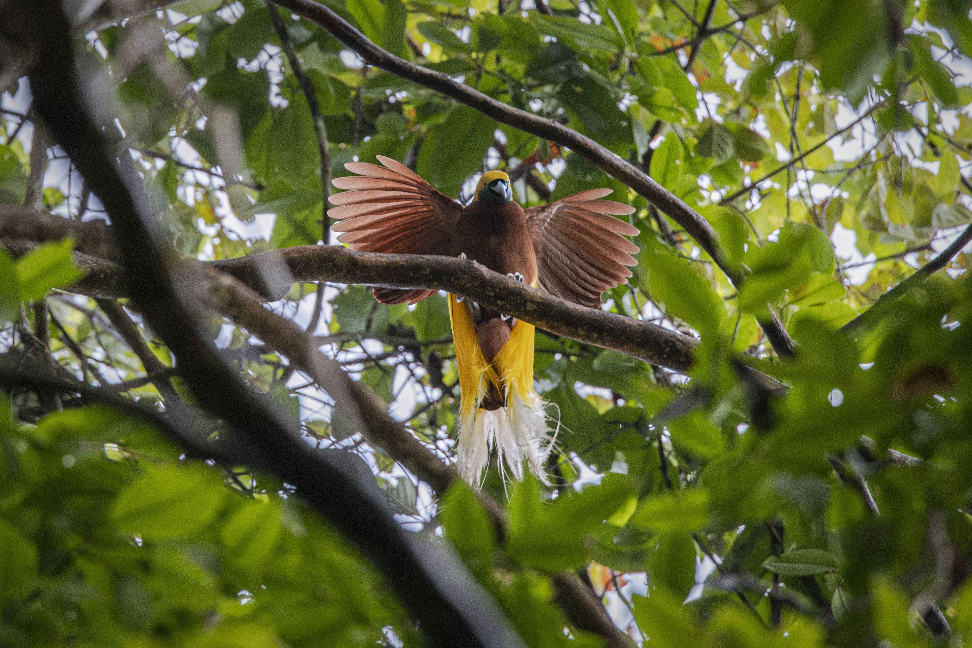 Burung cendrawasih kecil (lesser bird of paradise) terlihat di hutan hujan dataran rendah di Desa Malagufuk, Kabupaten Sorong, Papua Barat Daya © iklimku.org
