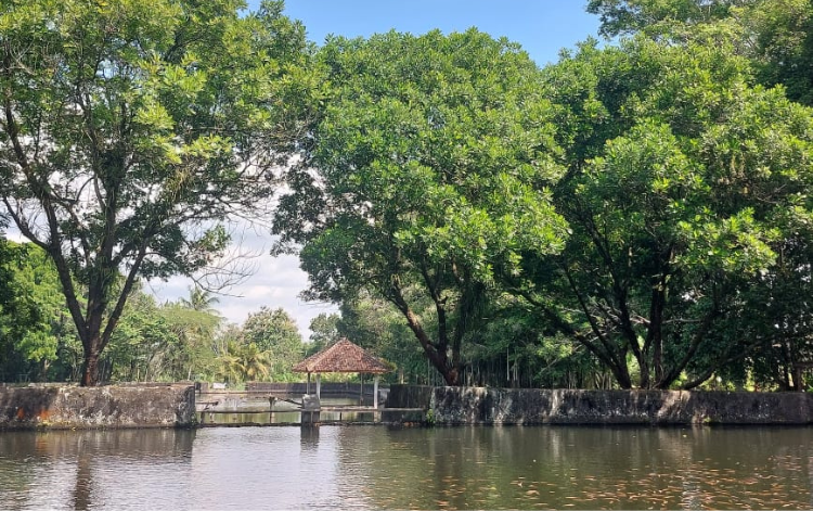 Embung Agrowisata Turi yang dikelola oleh Kelompok Budidaya Perikanan Mina Gadung