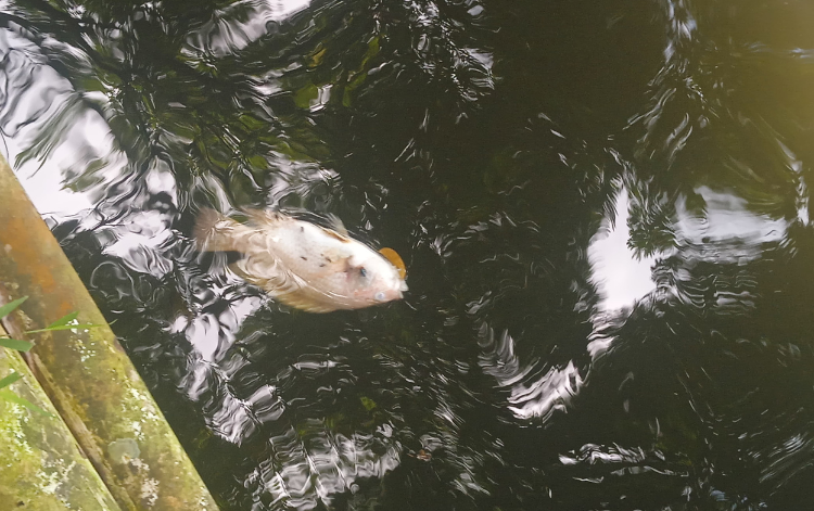 Kondisi ikan yang mati di Embung Agrowisata Mina Gadung
