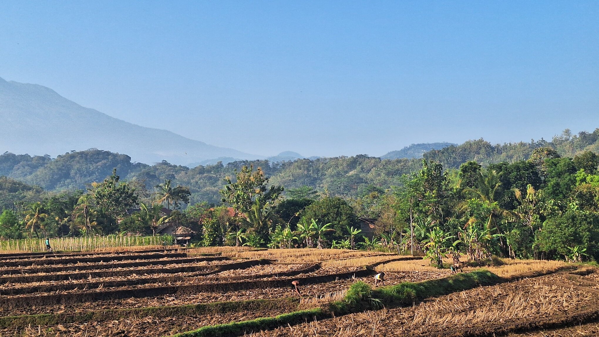 Pemandangan Pertanian