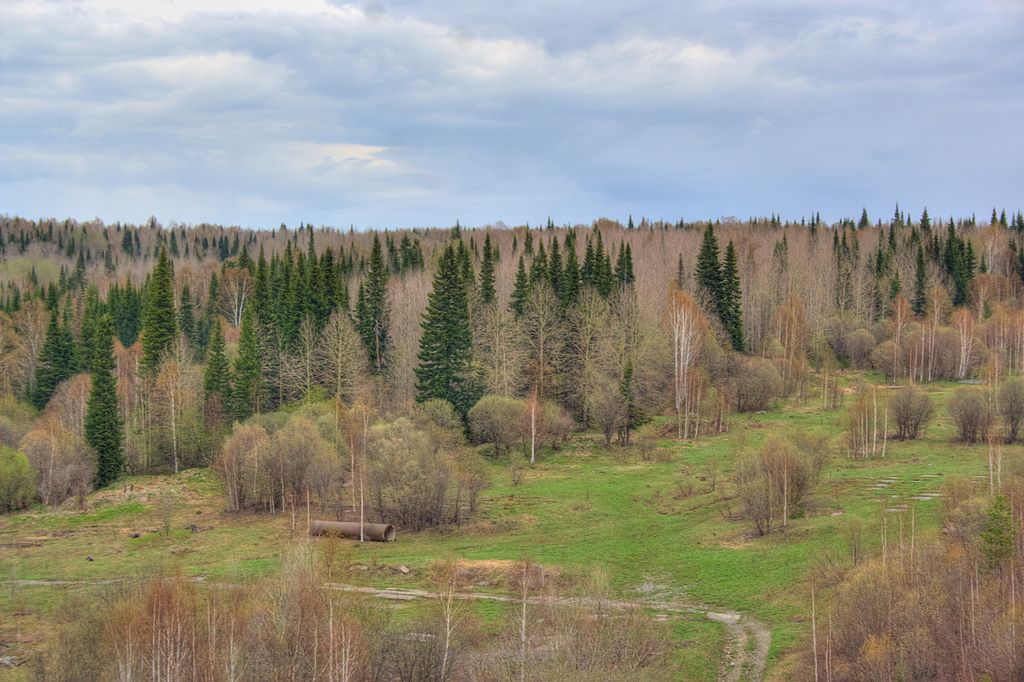 Taiga | Sumber: Wikimedia Commons.