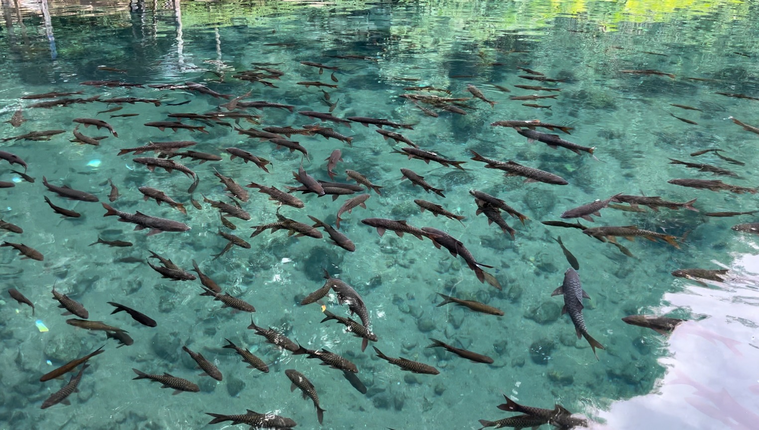 Ikan Dewa merupakan ikan keramat yang menjadi mitos di Balong Keramat, Darmaloka