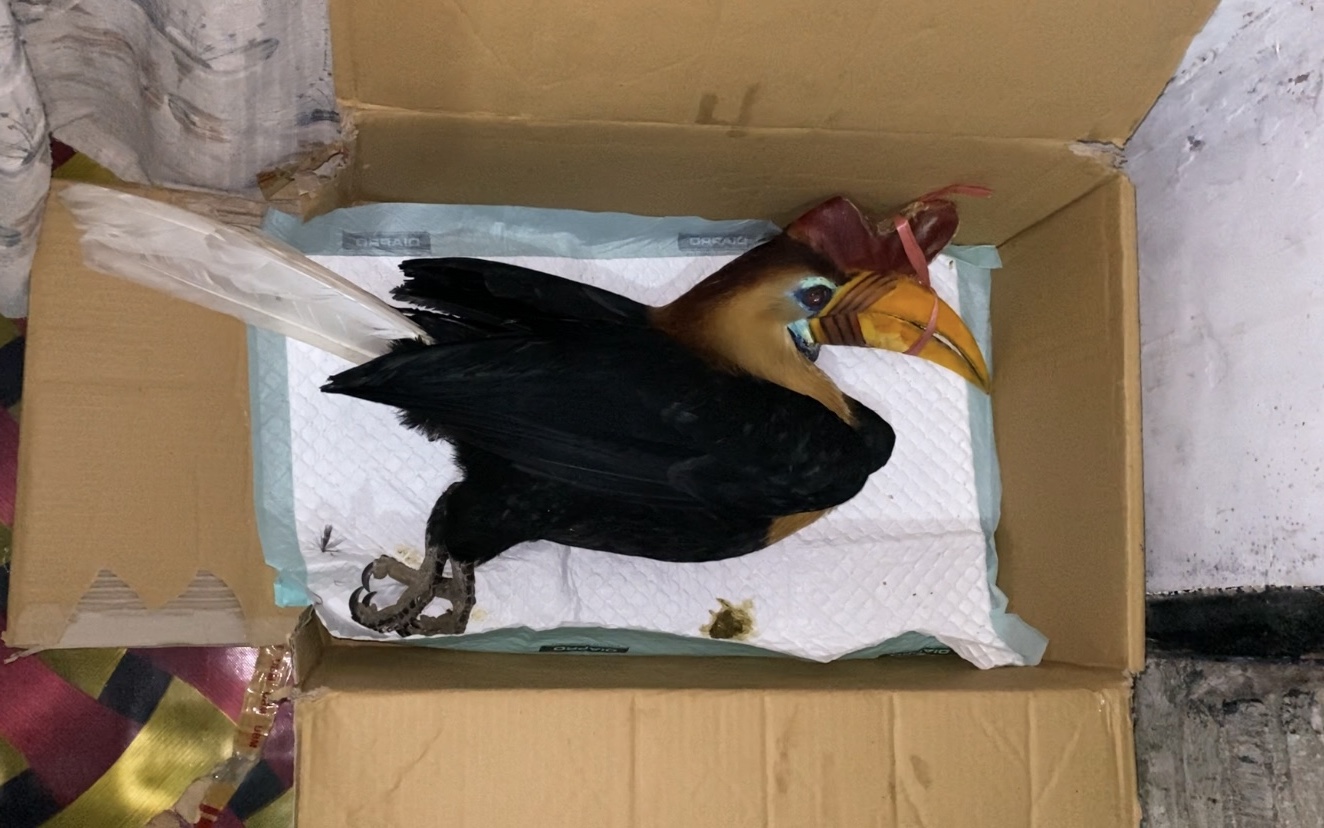 Kondisi tubuh yang sudah cukup parah membuat burung ini tergeletak lemas.(Sumber: Dokumentasi Pribadi)