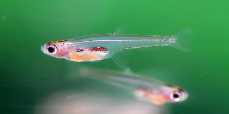 Paedocypris progenetica (kompas.com)