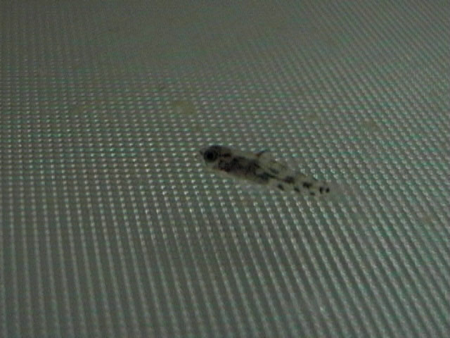 Pandaka pygmaea (https://www.fishbase.org/ )